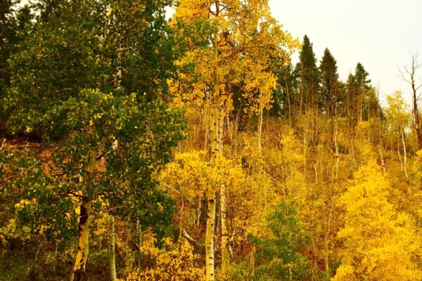 Utah Private Recreation Lodge